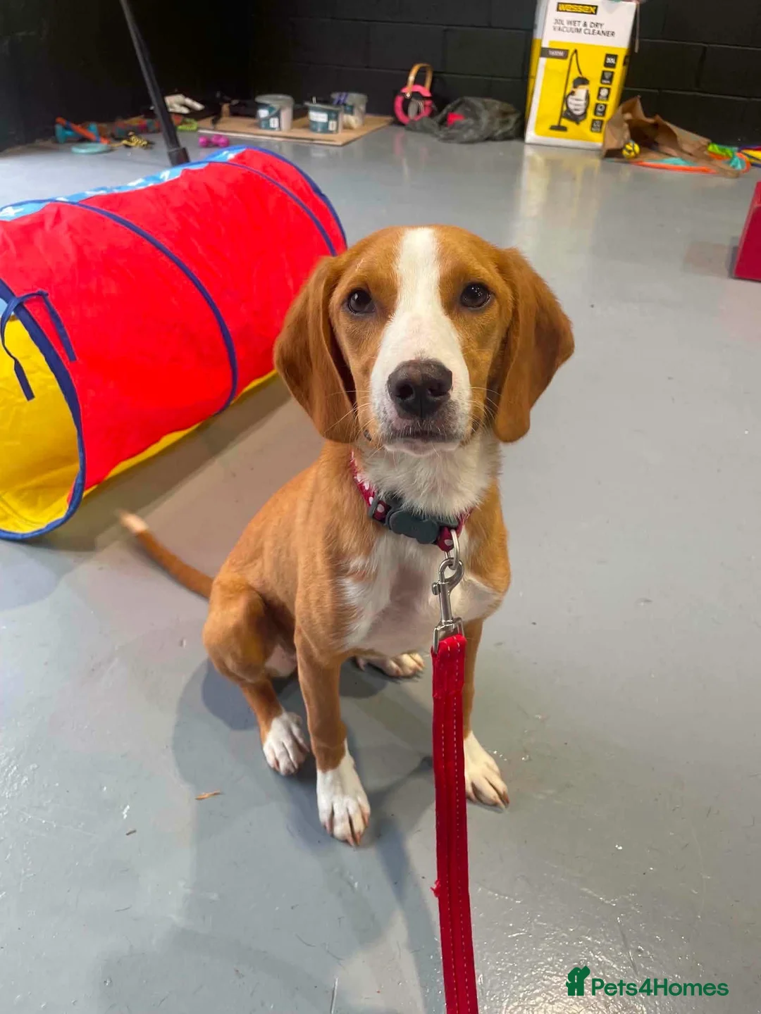 Foxhound dogs for adoption: URGENT - Libby the Posavac Hound - Advert 5