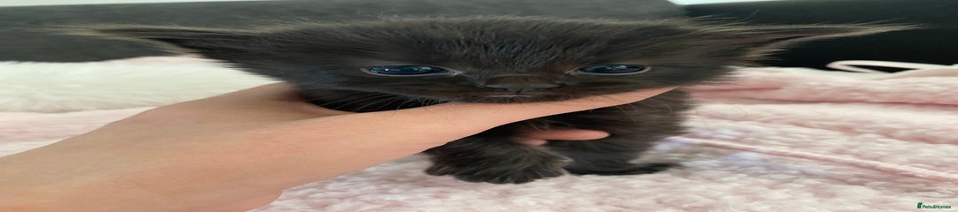 Mixed Breed Kitten 4