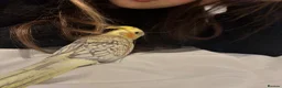 Cockatiels birds for sale: Friendly hand tamed chicks- family orientated - Advert 4