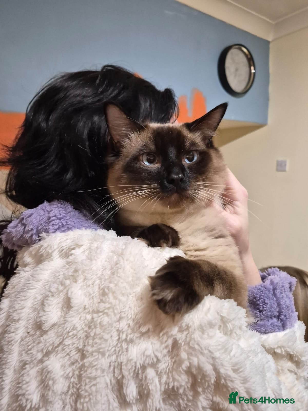 Ragdoll cats 1 year old Male ragdoll - Advert 5