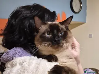 Ragdoll cats 1 year old Male ragdoll - Advert 5