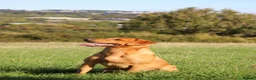 Labrador Retriever dogs for sale: KC registered Fox red Labrador pups in Bristol - Advert 3