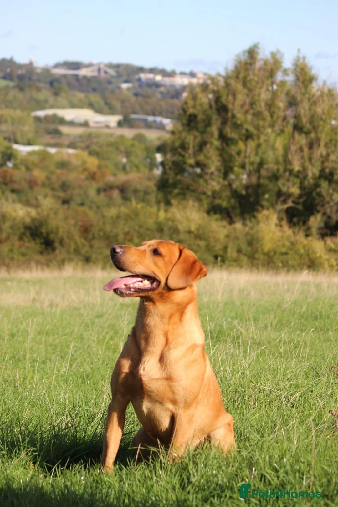 Labrador Retriever dogs for sale: KC registered Fox red Labrador pups in Bristol - Advert 3
