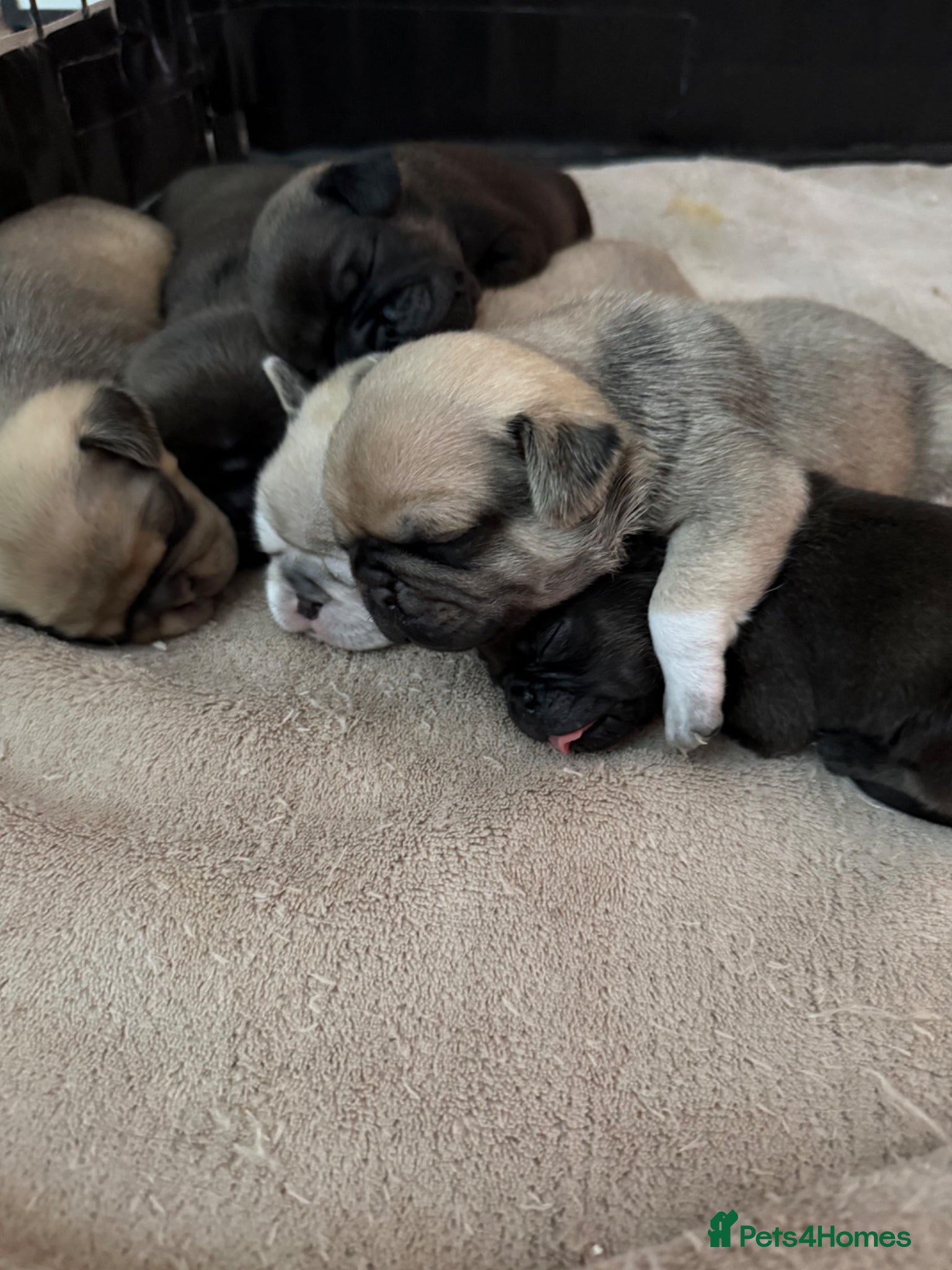 Pug dogs Beautiful Home-Reared Pug Puppies Ready 25th June - Advert 3
