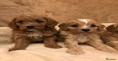Cavapoo dogs 🐶🐩🐾STUNNING CAVAPOO PUPPIES🐾🐩🐶 - Advert 16