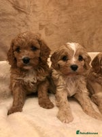 Cavapoo dogs 🐶🐩🐾STUNNING CAVAPOO PUPPIES🐾🐩🐶 - Advert 14
