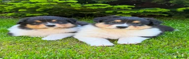 Mixed Breed 2