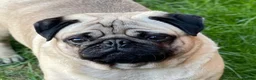Pug dogs for sale: Fawn pug boy - KC reg/DNA clear - Advert 1
