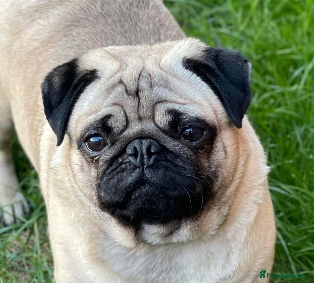Pug dogs for sale: Fawn pug boy - KC reg/DNA clear - Advert 1