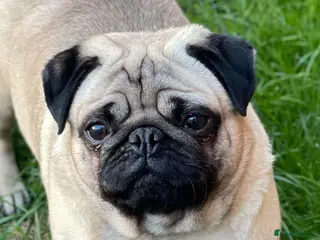 Pug dogs Fawn pug boy - KC reg/DNA clear - Advert 2