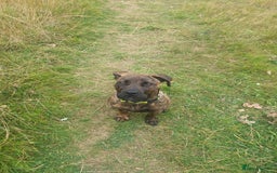 Mixed Breed dogs for sale: Presa canario Cross American bully  - Image 3