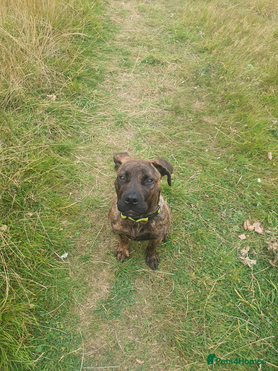 Mixed Breed dogs for sale: Presa canario Cross American bully  - Image 3