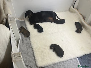 Miniature Dachshund dogs Stunning Minis - Advert 4