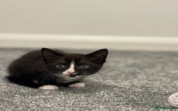 British Shorthair cats for sale: One female kitten  - Image 1