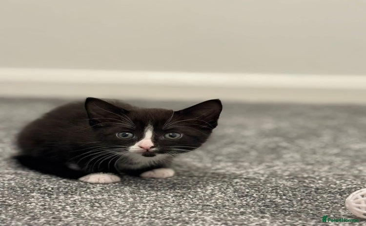 British Shorthair cats - Advert 6