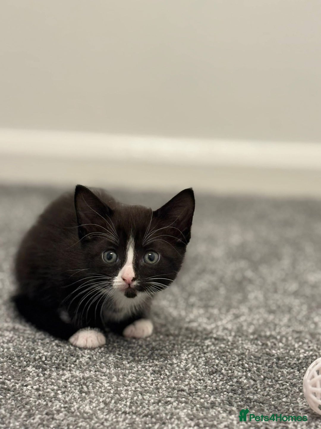 British Shorthair cats for sale: One female kitten  - Image 1