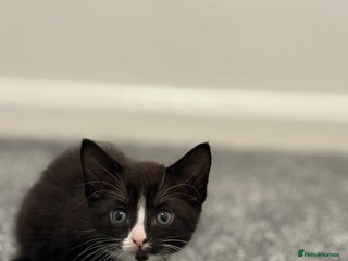 British Shorthair cats - Advert 33