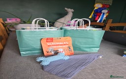 Whippet dogs for sale: ✅️ Ready to leave - KC whippets 🧡 - Image 40