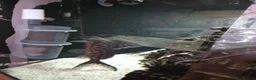 Plecos fish for sale: Pleco plus full set up tank in Birmingham - Advert 5