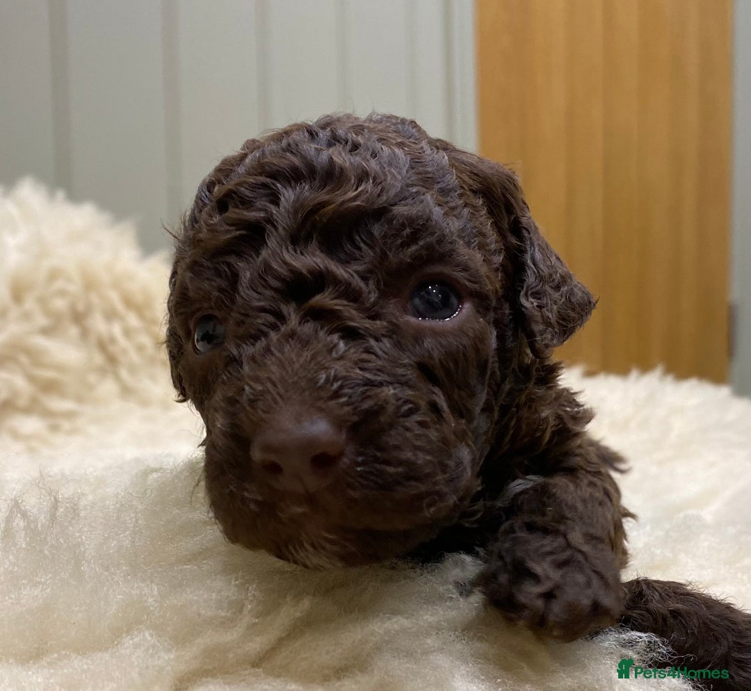 Lagotto Romagnolo dogs for sale: Lagotto romagnolo Puppies  - Advert 9