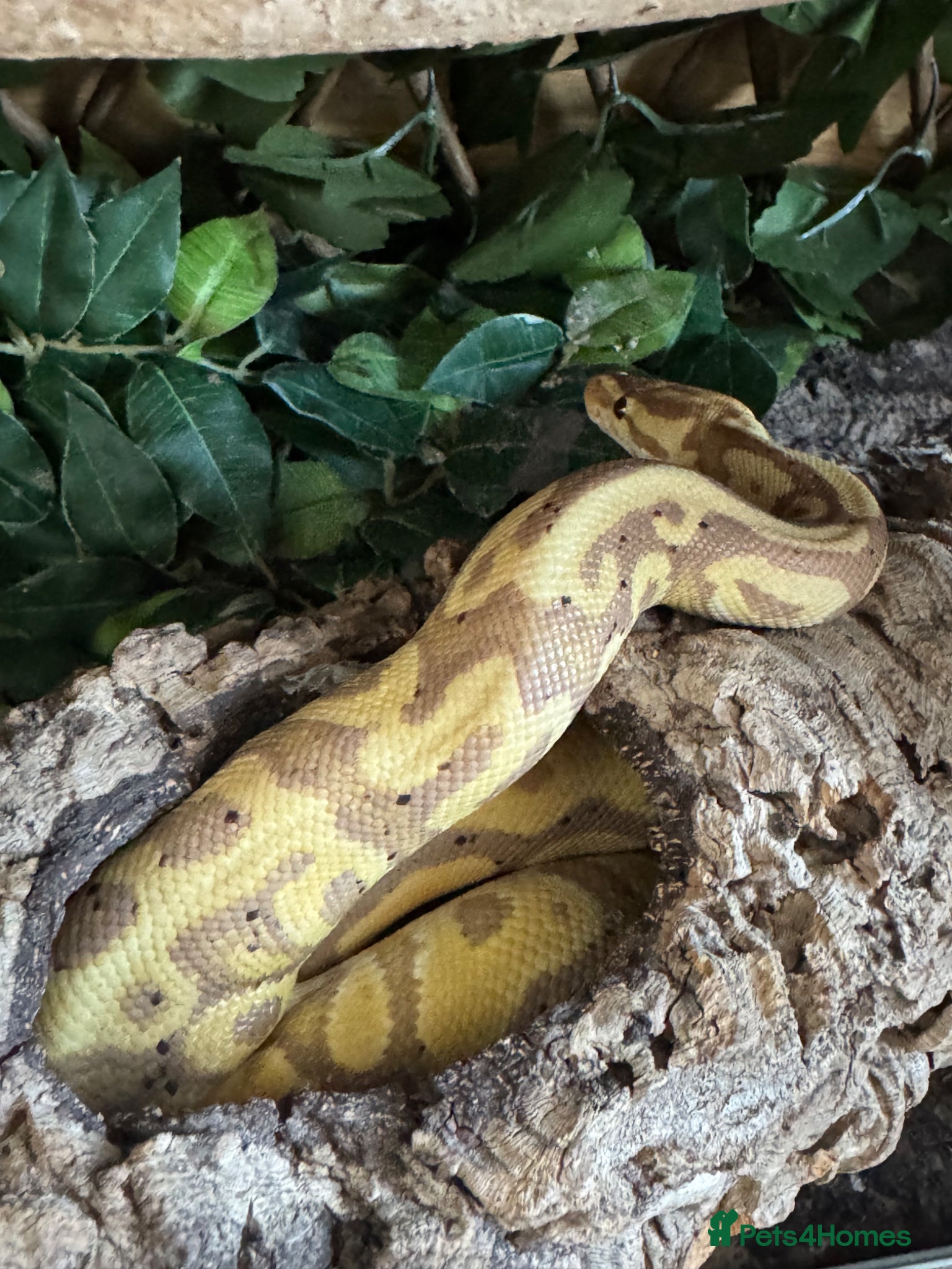 Python Snake reptiles Male banana leopard ball python and setup - Advert 2