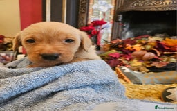 Labrador Retriever dogs for sale: Fantastic working bloodline kc labradors! - Image 19