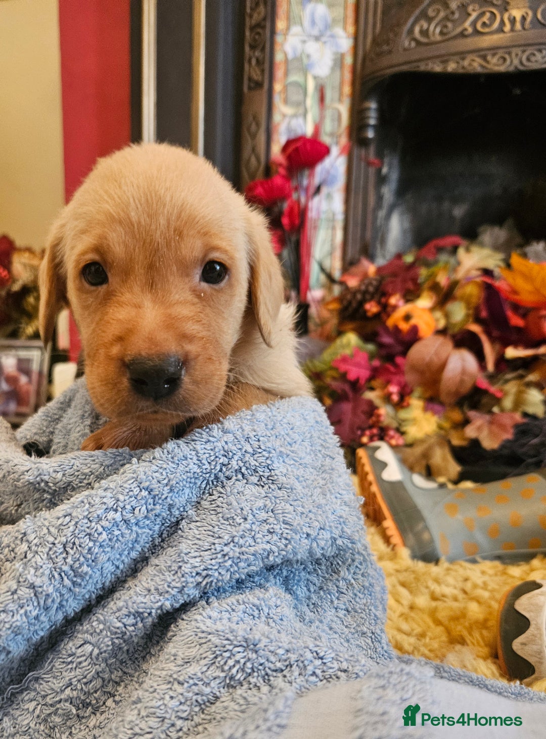 Labrador Retriever dogs for sale: Fantastic working bloodline kc labradors! - Image 19