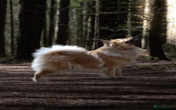 Eurasier dogs for sale: Beautiful KC Eurasier pups due september - Image 3