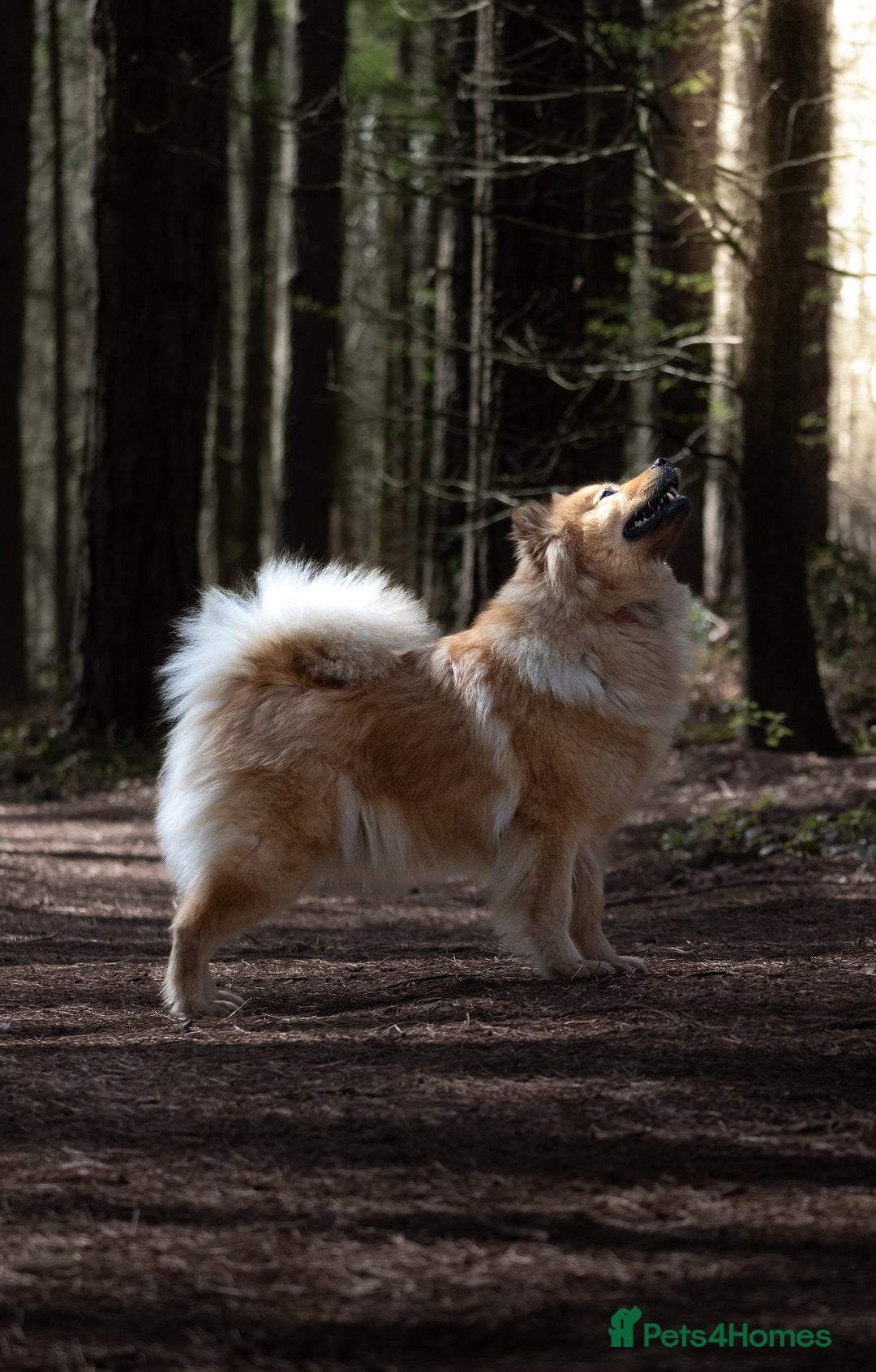 Eurasier dogs for sale: Beautiful KC Eurasier pups due september - Image 3