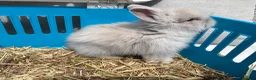 Lionhead rabbits for sale: Double mane lion lead bunny’s for sale  - Advert 2
