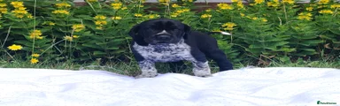 German Shorthaired Pointer 5