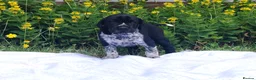 German Shorthaired Pointer dogs for sale: ❤️🐾 GORGEOUS GERMAN SHORTHAIRED POINTER PUPPIES - Advert 4