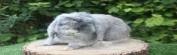 Mini Lop rabbits for sale: Mini lop male rabbit  - Advert 3