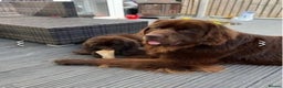 Newfoundland dogs for stud: KC REGISTERED NEWFOUNDLAND STUD HEALTH TESTED  in Basildon - Advert 6