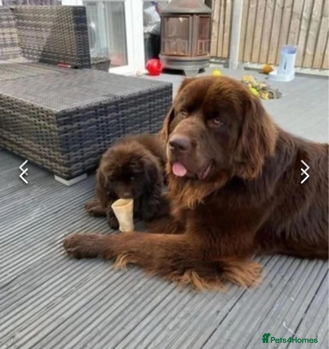 Newfoundland dogs for stud: KC REGISTERED NEWFOUNDLAND STUD HEALTH TESTED  in Basildon - Advert 6