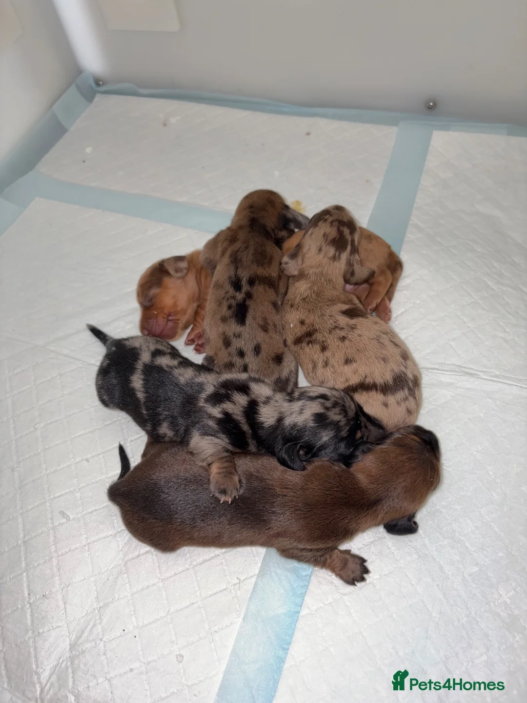 Miniature Dachshund dogs for sale: KC miniature dachshund puppies  - Advert 1