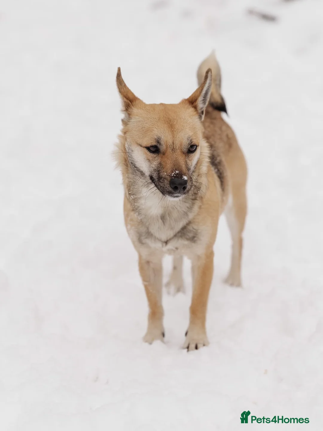 Mixed Breed dogs for adoption: ❤️LEESA❤️ small in size, big in heart young girl - Advert 8