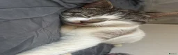 Mixed Breed cats for sale: READY NOW STUNNING KITTENS - Advert 19
