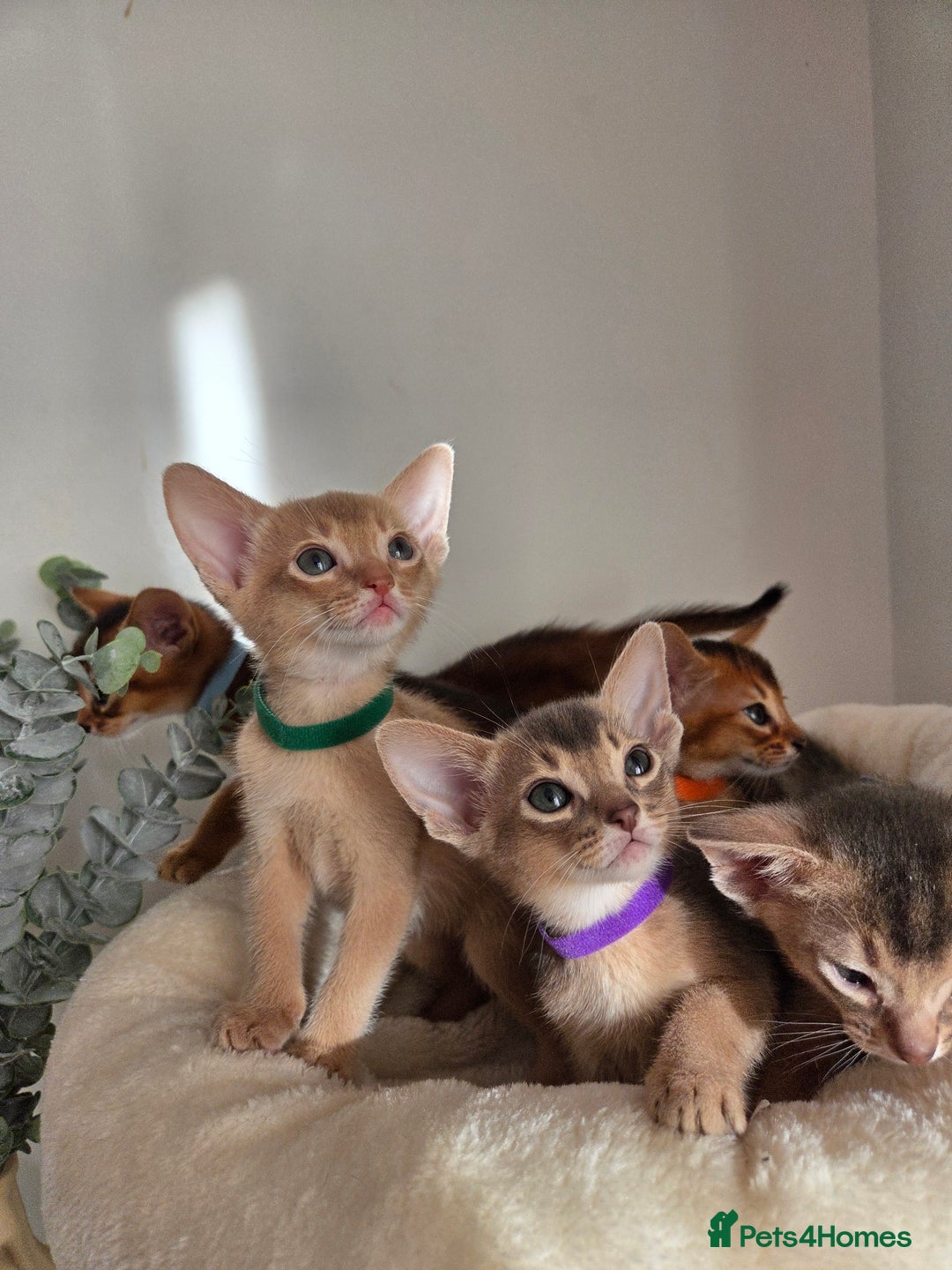 Abyssinian cats for sale: Gorgeous Tica  Abyssinian Kittens  - Advert 11