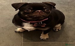 Pug dogs for sale: Tiny pug girl - Advert 6