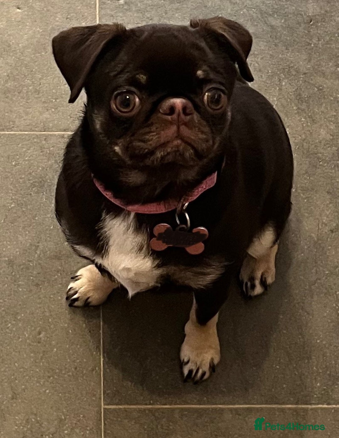 Pug dogs for sale: Tiny pug girl - Advert 6