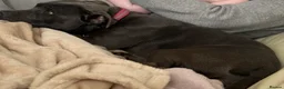 Staffordshire Bull Terrier dogs for sale: 1.5 year old beautiful  female blue  staffy in Newark - Advert 3