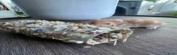 Hamster rodents for sale: Syrian hamster babies - Advert 11