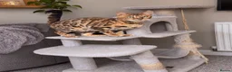 Bengal cats for sale: Female bengal - Advert 2