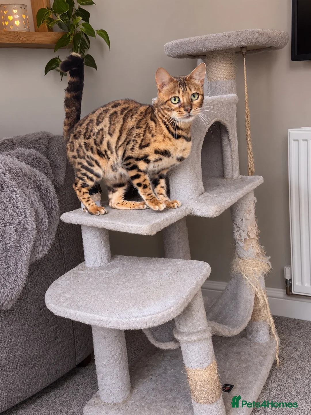Bengal cats for sale: Female bengal - Advert 2