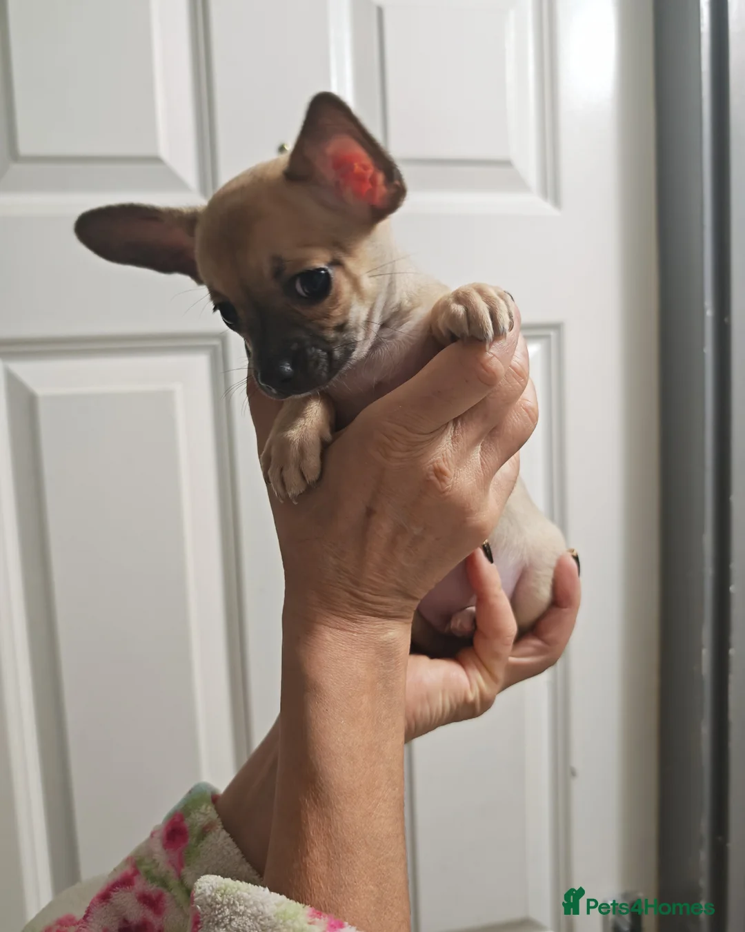 Chihuahua dogs for sale: Chihuahua puppys - Advert 17