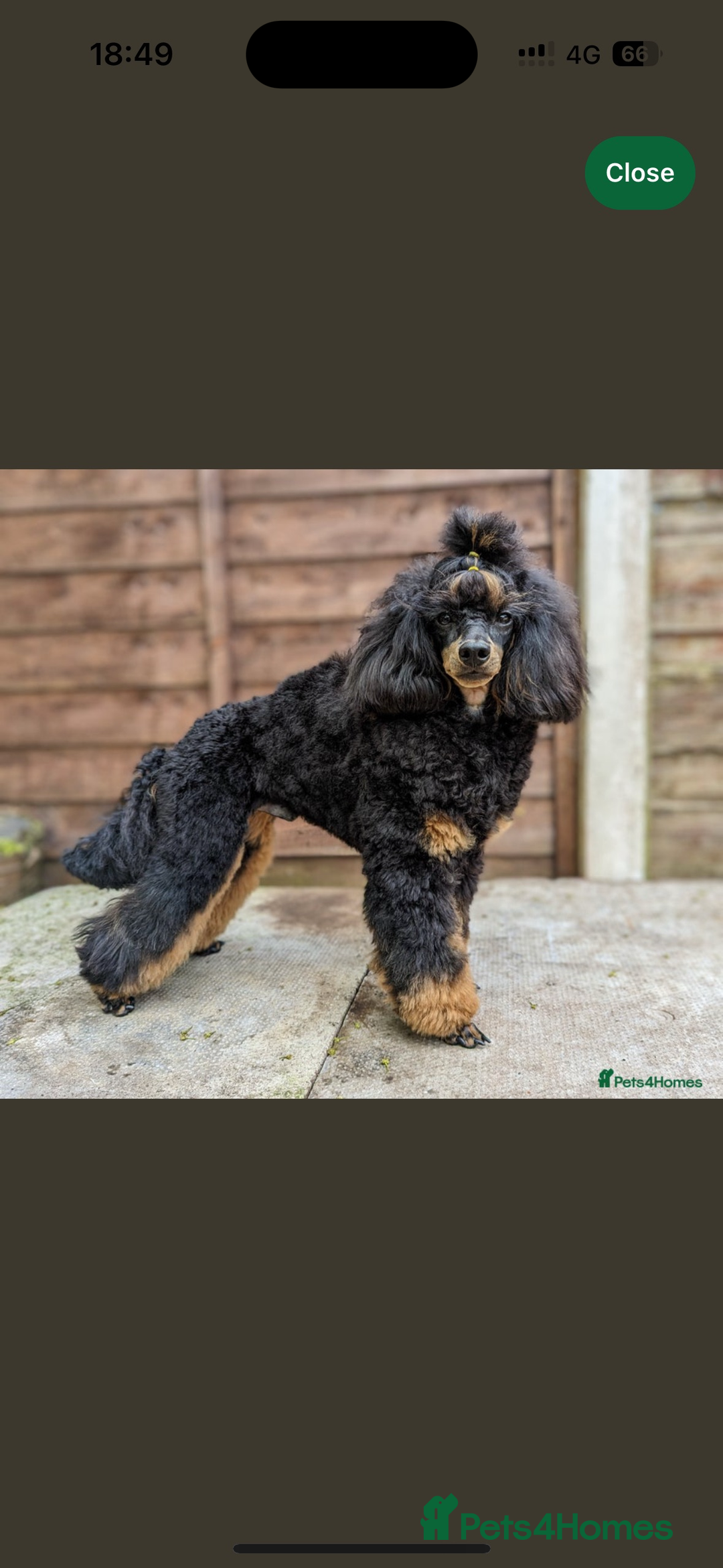 Labradoodle dogs for sale: Stunning small labradoodle  - Advert 6