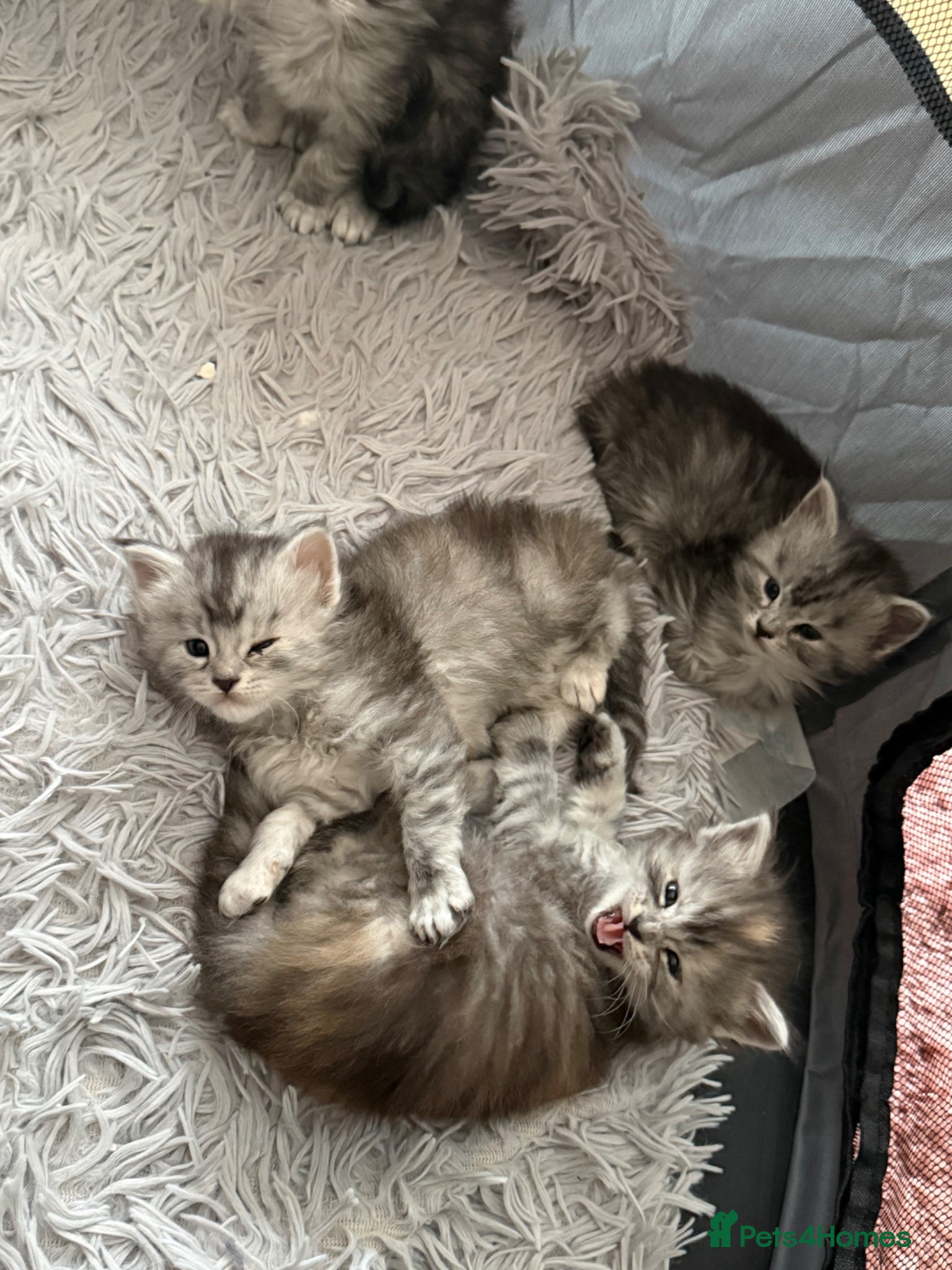 Maine Coon cats Amazing Main Coon Kittens  - Advert 18
