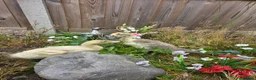 Ducks poultry for sale: 2 baby runner ducks  in Hemel Hempstead - Advert 4