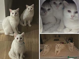 Mixed Breed cats 3 special homes needed - Advert 5